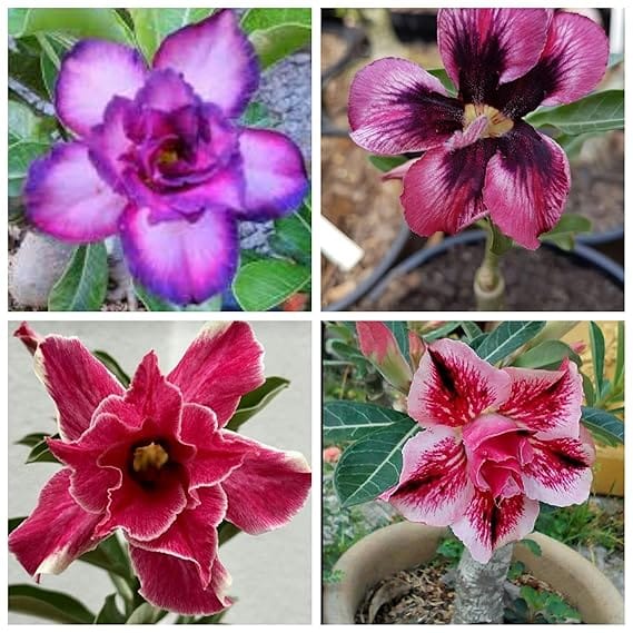 Adenium Flower Plant Combo (Pack of 4) – Desert Rose Variety