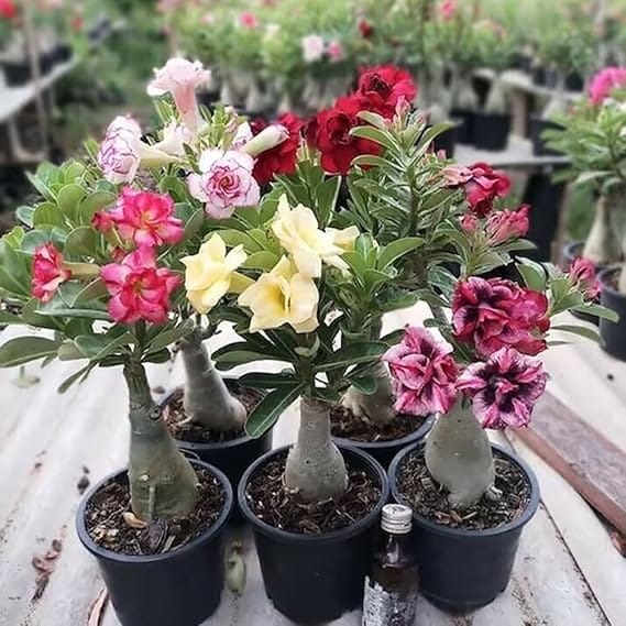 Adenium Flower Plant Combo (Pack of 4) – Desert Rose Variety