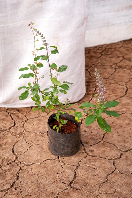 Tulsi Plant in Pot ( Ayurvedic & Worship) Plant