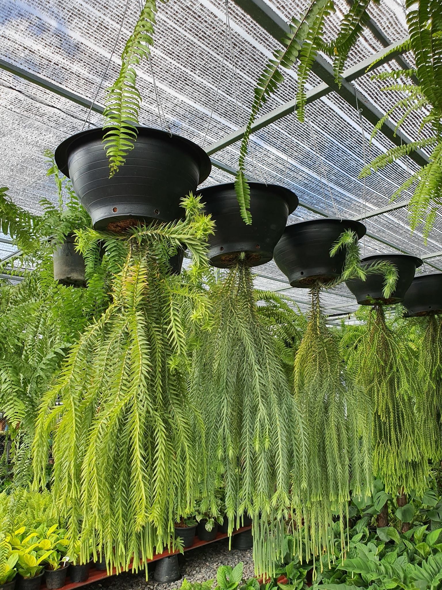 Lycopodium Plant – Elegant Indoor Foliage