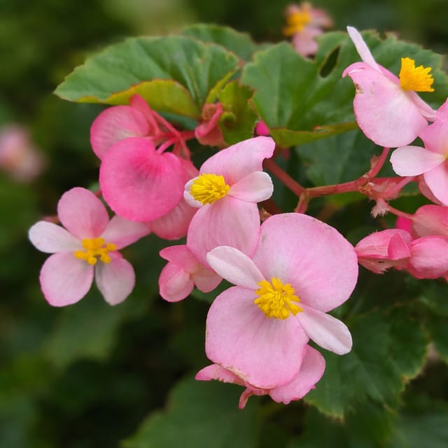 Wax Boniai Light Pink Flowering Plant