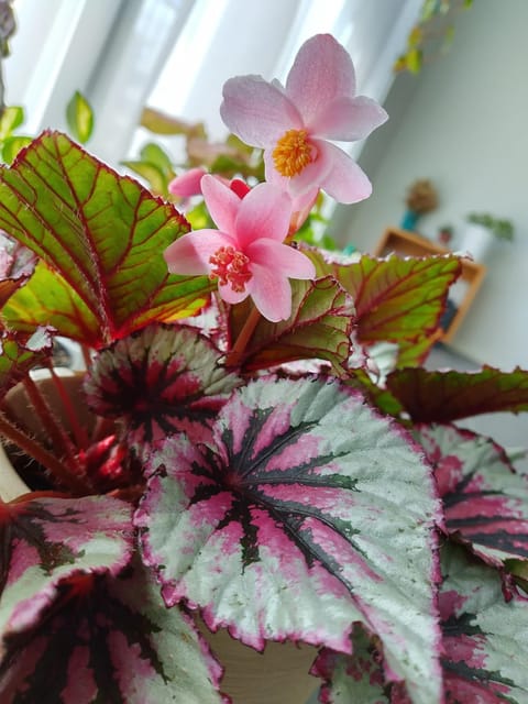 Rex Begonia Indoor Plant