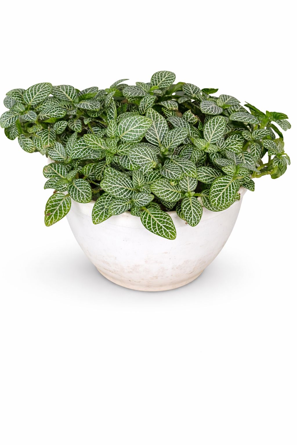 Fittonia Nerve Plant