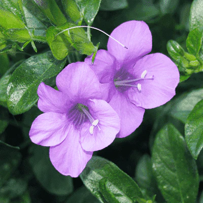 Barleria Light Blue Plant - Philippine Violet