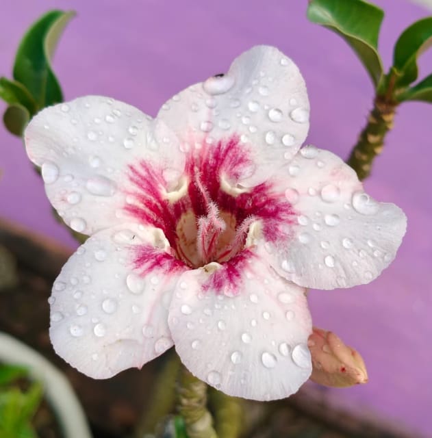 Single Layer Variety Adenium Flower Plant (Grafted) [Princess]