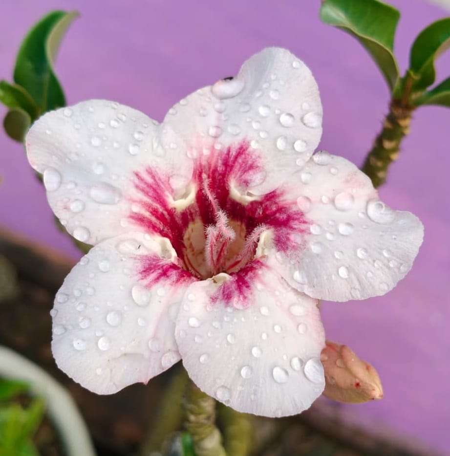 Single Layer Variety Adenium Flower Plant (Grafted) [Princess]
