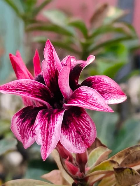 Rosy Variety High Blooming Adenium Flower Plant (Grafted)