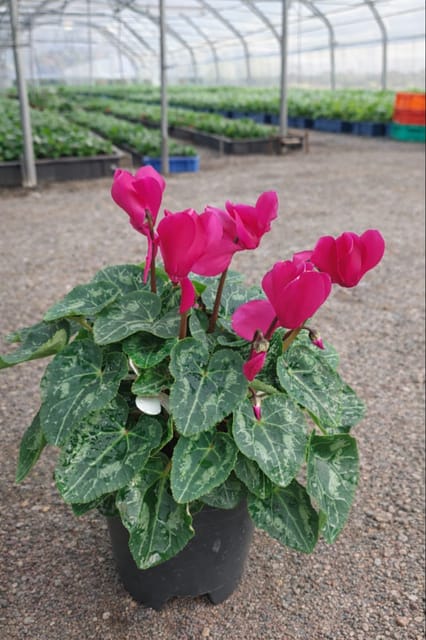 Cyclamen (Pink) | Elegant Winter Flowering Plant