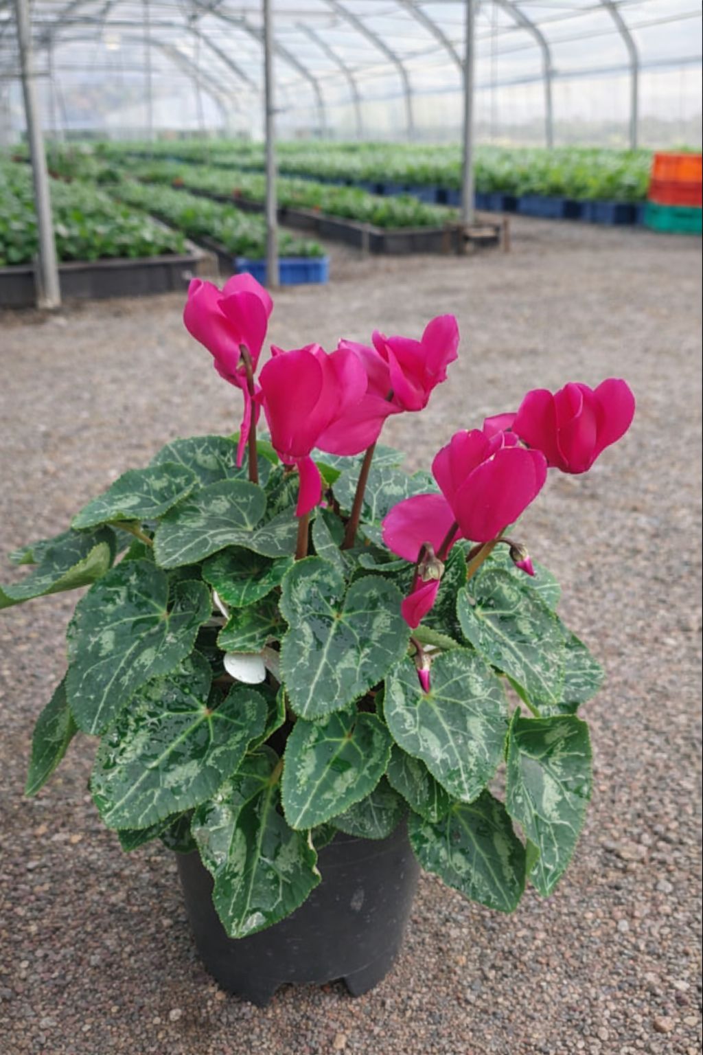 Cyclamen (Pink) | Elegant Winter Flowering Plant