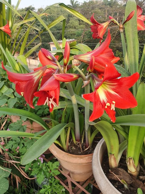 Amaryllis (Red) | Stunning Winter Blooming Flowering Plant