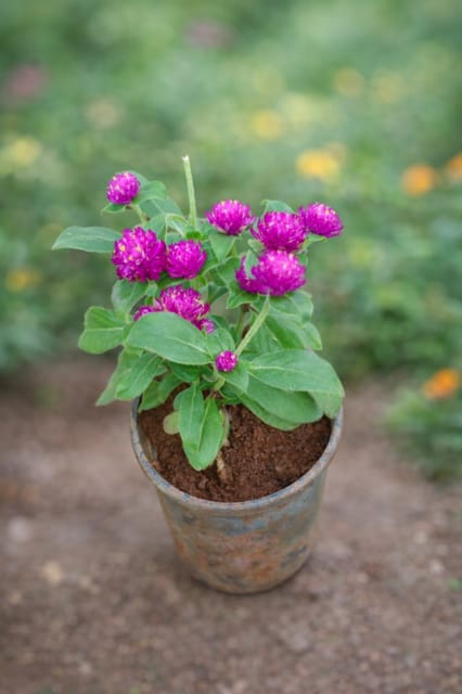 Gomphrena Globosa (Bright Purple Color) Plant