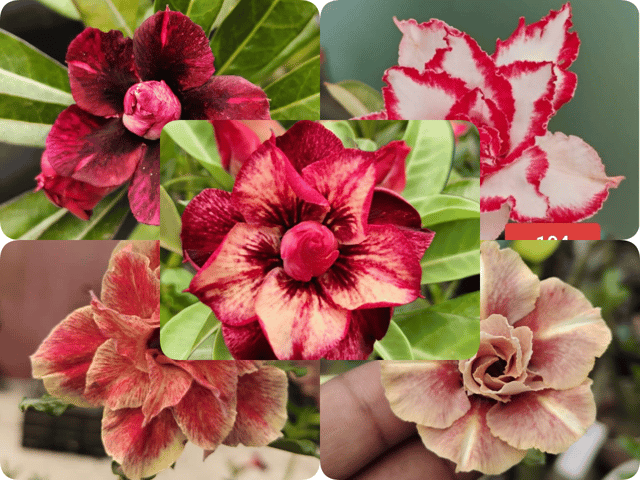 Combo of 5 Attractive High Blooming Rosy Variety Adenium Flower Plant (Grafted)