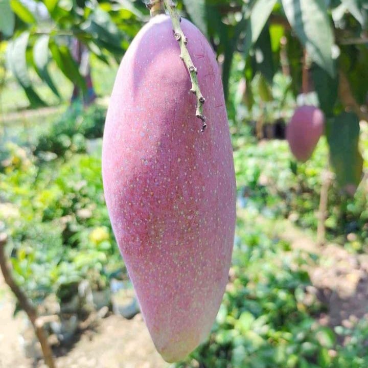 Thai Variety Red Ivory Mango Plant Grafted Fruit Plant