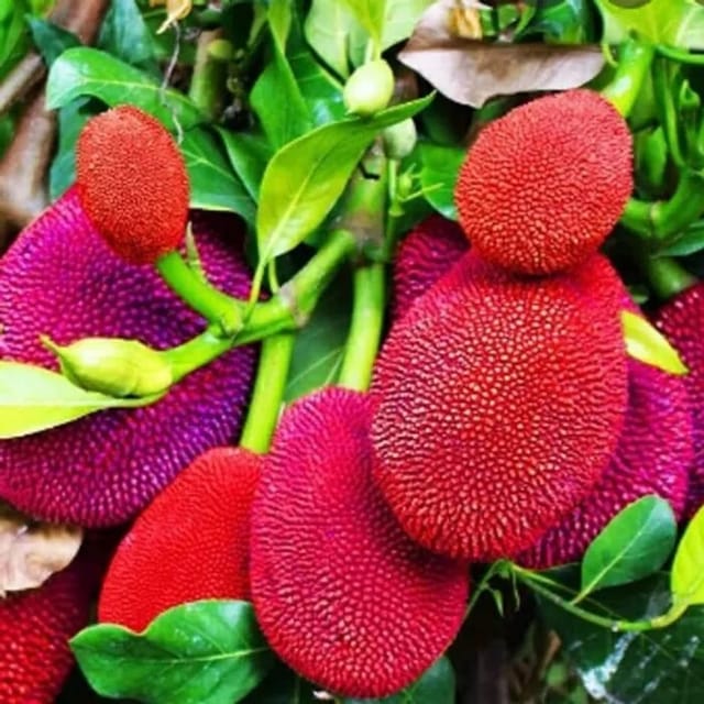 Thailand Variety Red Jackfruit Plant Grafted Fruit Plant