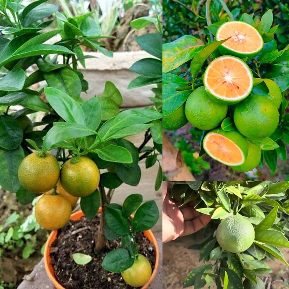 Vietnam All Time Musambi Plant Hybrid & Grafted Fruit Plant