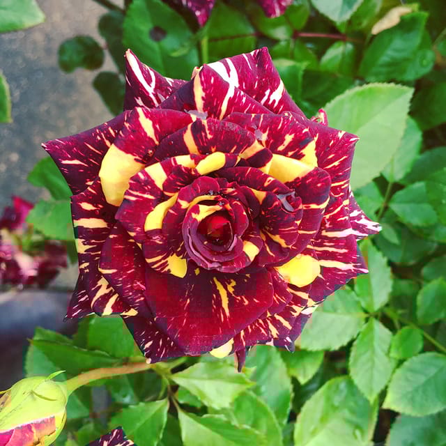Abra Ka Dabra Plant – Red & Yellow Ornamental Flower Plant Abra Ka Dabra Plant – Red & Yellow Ornamental Flower Plant