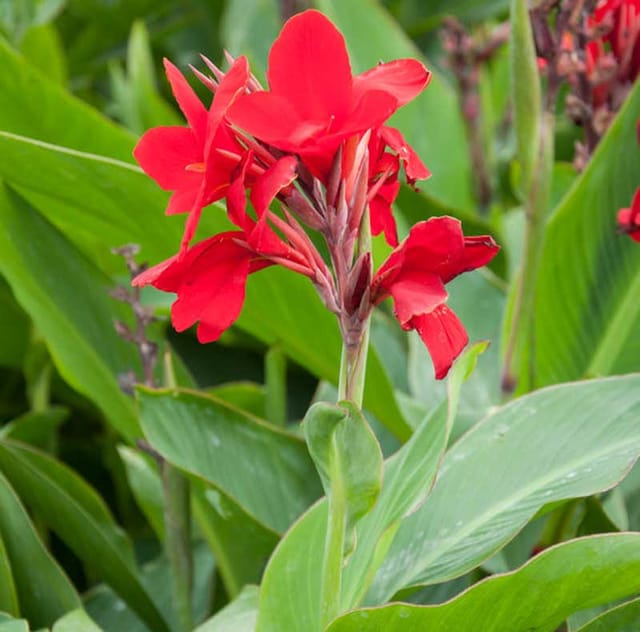 Canna Lily (Red) – Exotic Garden Flower  Plant