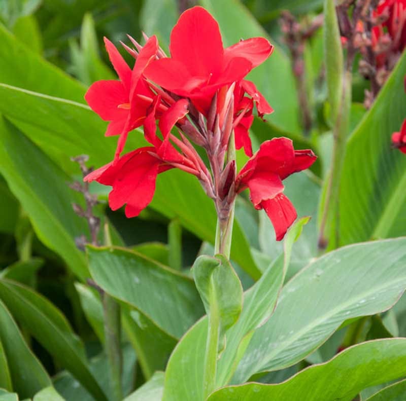 Canna Lily (Red) – Exotic Garden Flower  Plant