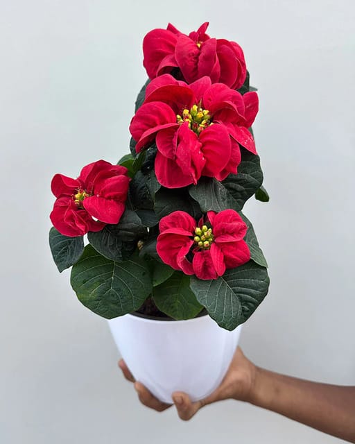 Fireball Poinsettia Pink Variety – Premium Winter Flowering Plant