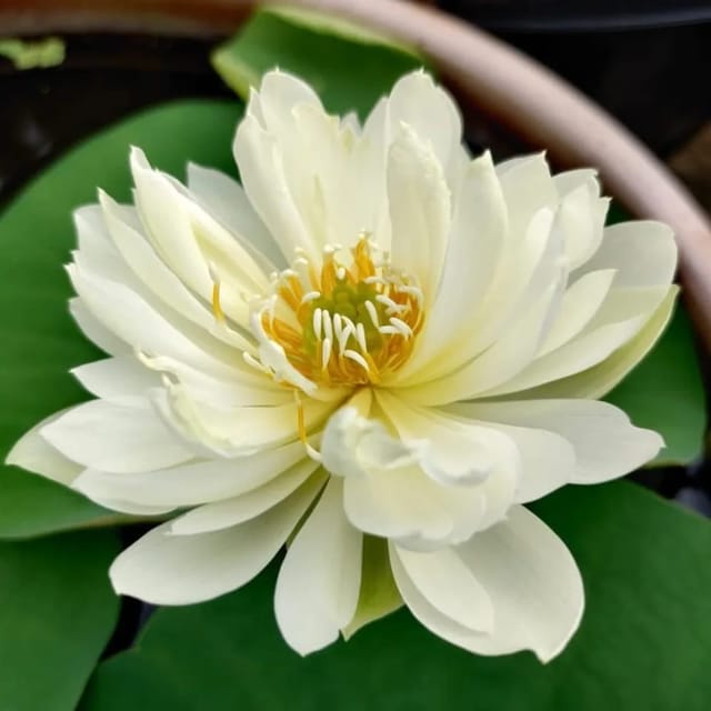 Bowl Lotus White Masky Tuber