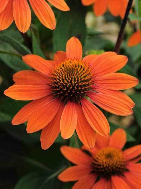 Echinacea Orange – Beautiful Flowering Medicinal Plant