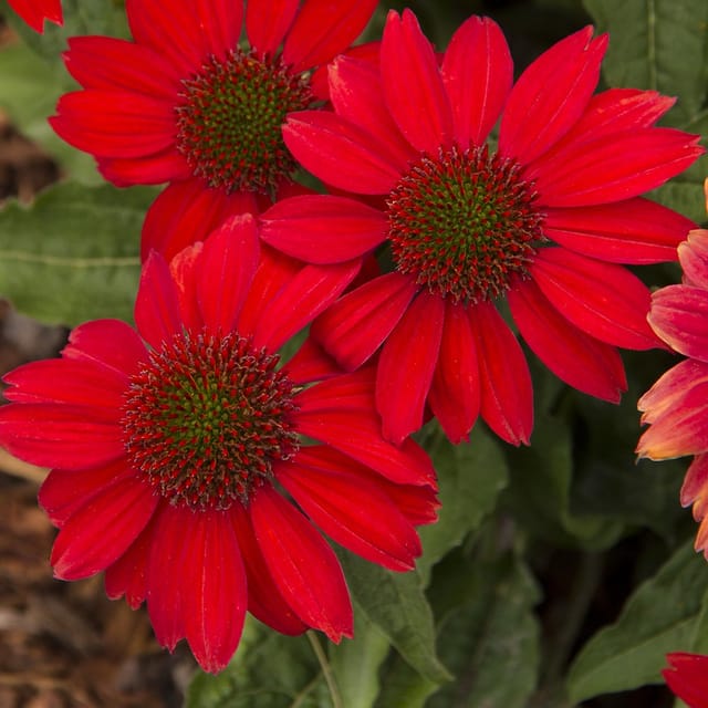 Echinacea Red – Bright Blooming Medicinal Plant