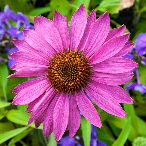 Pink Echinacea (Coneflower) Medicinal Plant