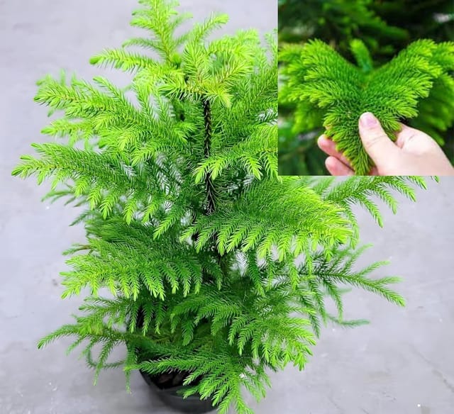 Christmas Tree Plant