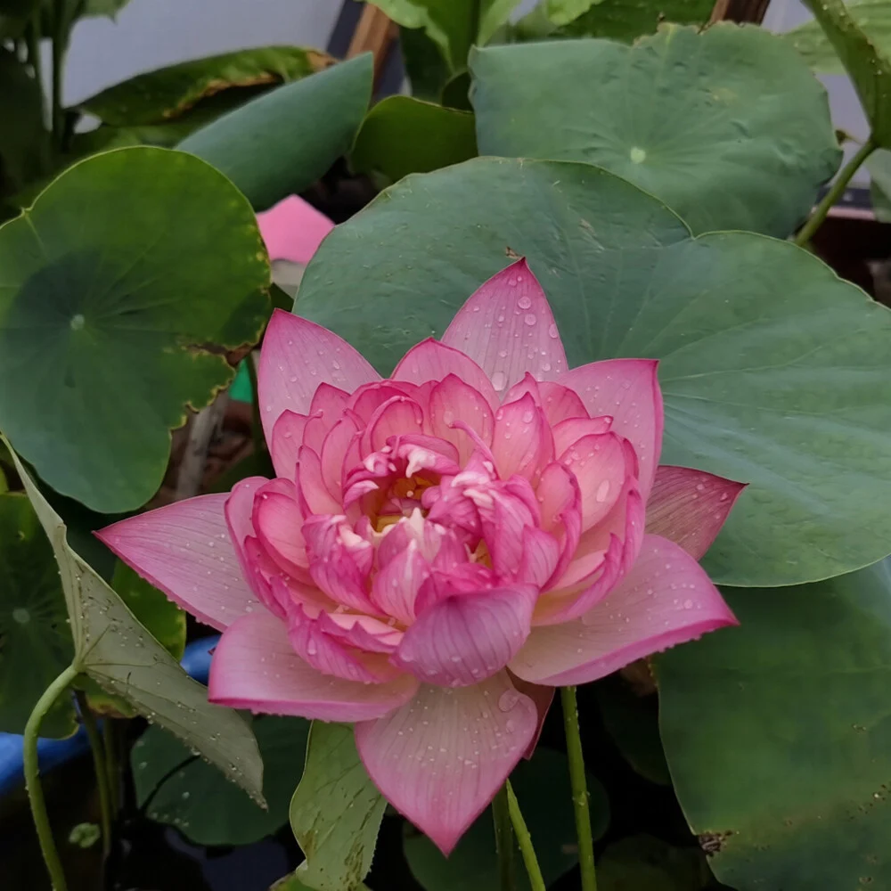 Bowl Lotus Vasuki Tuber