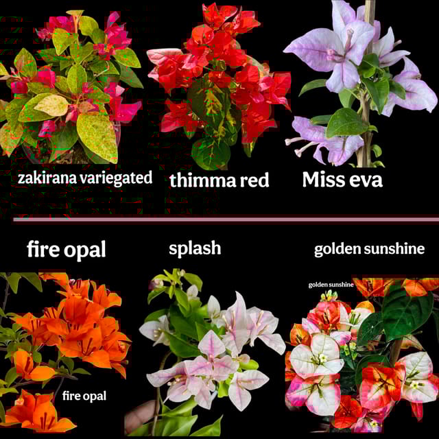 Bougainvillea Plants Collection – 6 Plants New Hybrid Variety