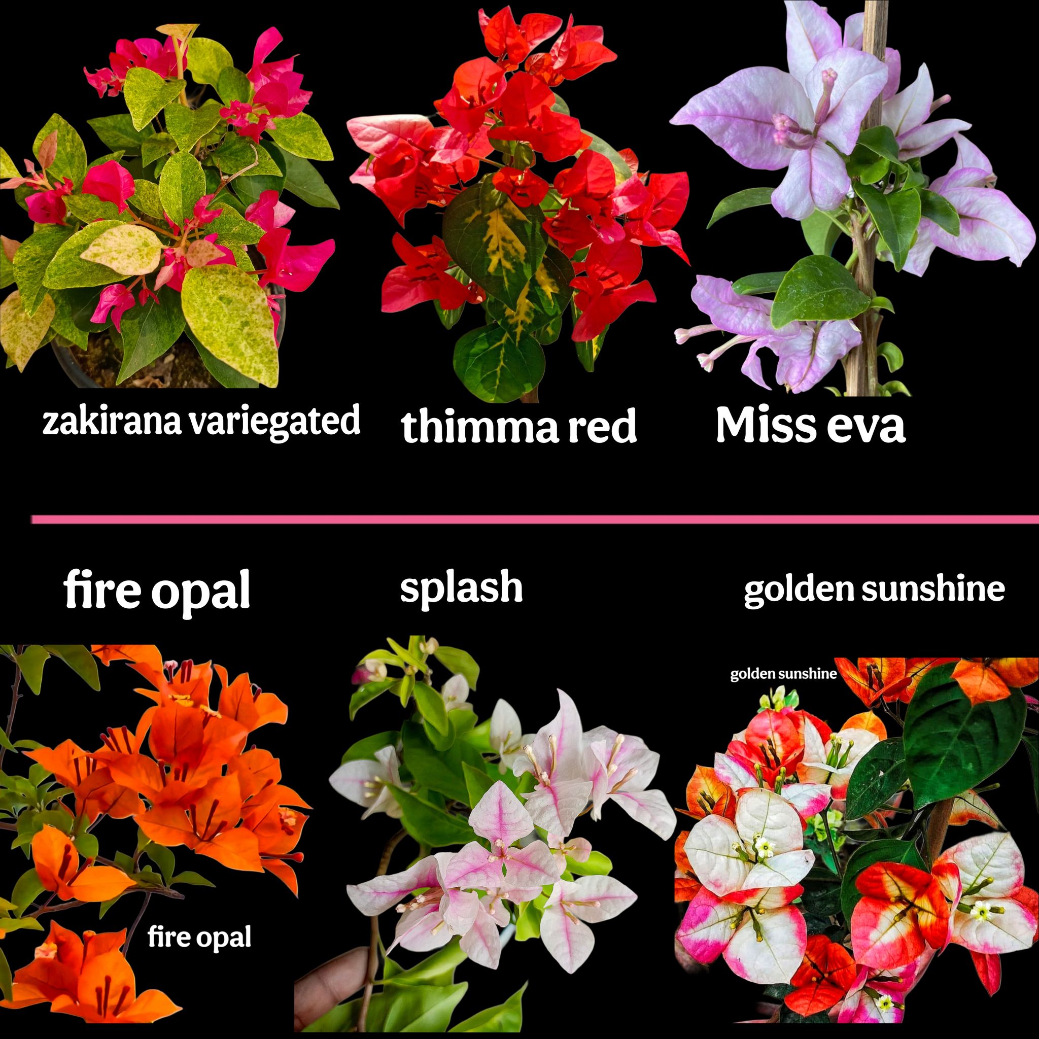 Bougainvillea Plants Collection – 6 Plants New Hybrid Variety