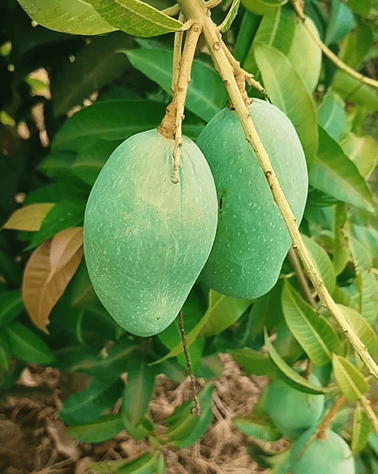 ALL TIME KATIMON MANGO GRAFTED