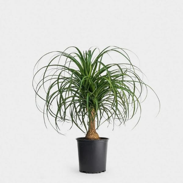 Nolina Palm - Ponytail Palm