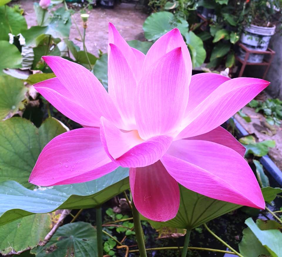Pink Water Lily – Beautiful Aquatic Flower Plant