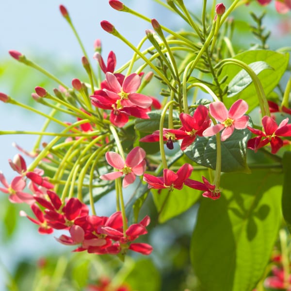 Madhumalti (Combretum indicum) Flower Plant