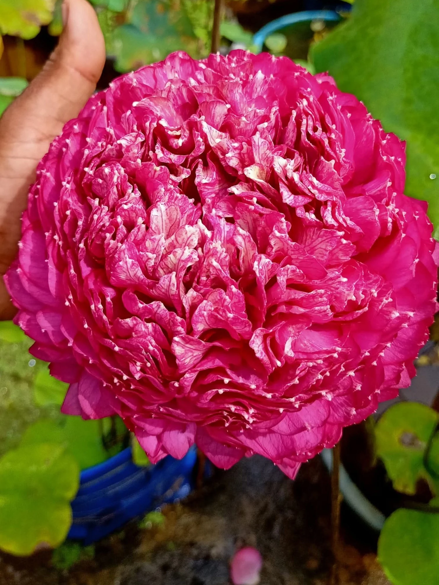 Bowl Lotus Thammo Tuber