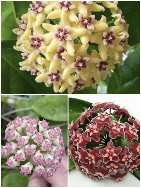 Hoya Combo - 3 Different Varieties