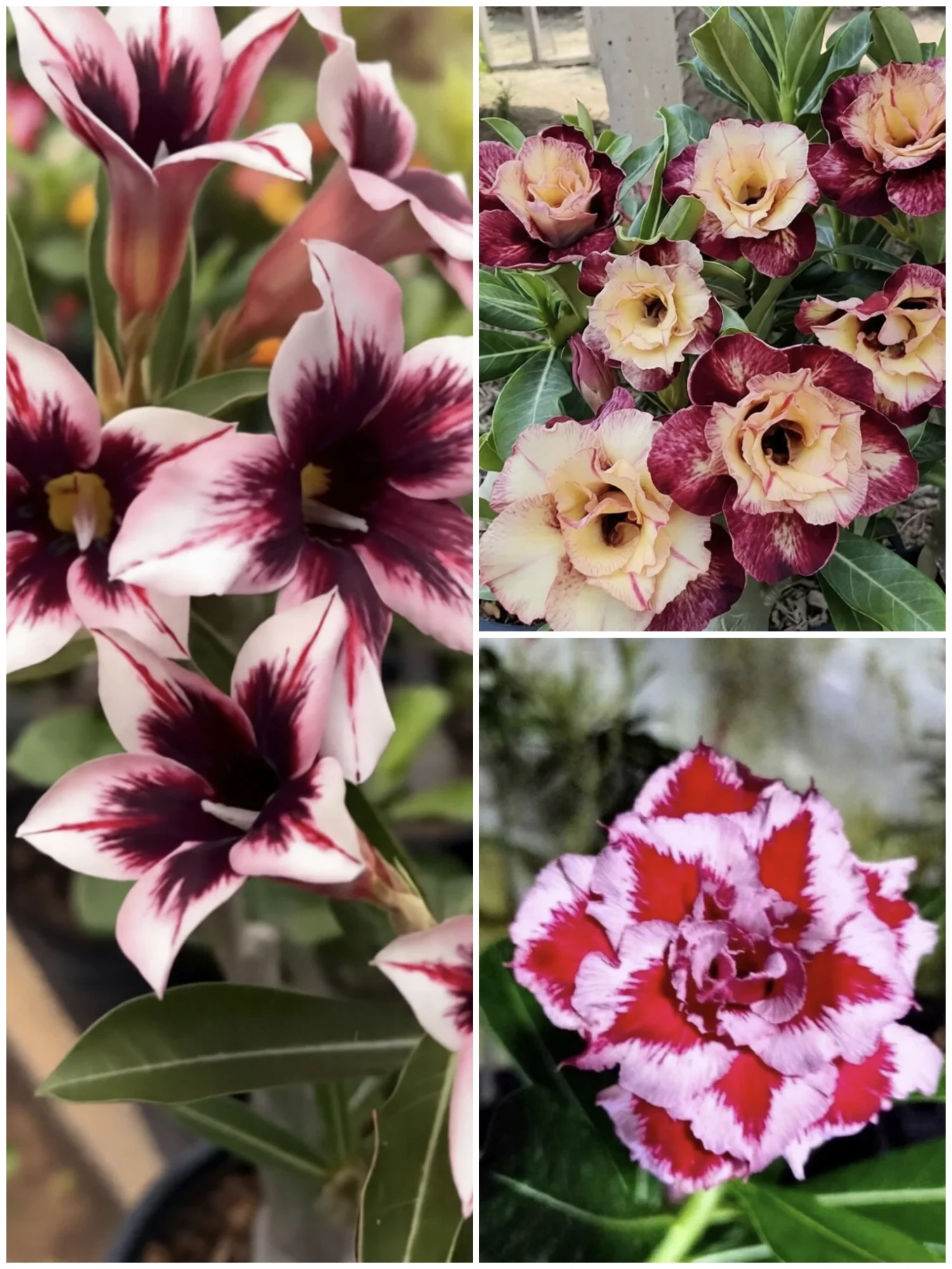 Rare Rosy Adenium 3 Plant Combo | Limited Time Special Combo Offer |