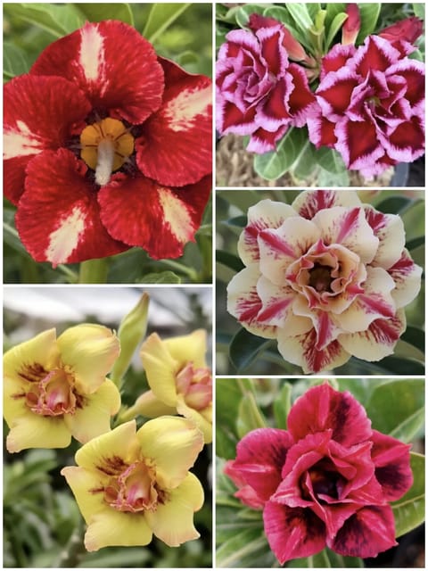 Rare Rosy Adenium 5 Plant Combo | Limited Time Special Combo Offer |