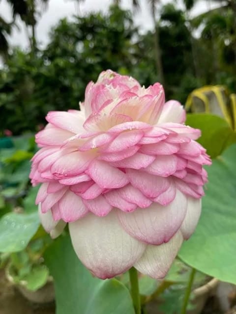 Bowl Lotus Juwaba Tuber