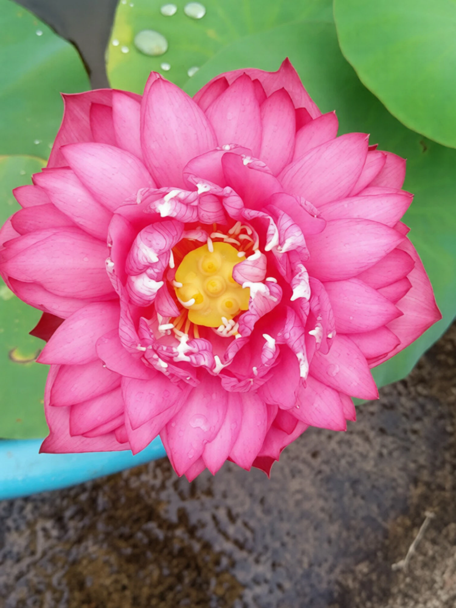 Bowl Lotus Lady Bingley Tuber