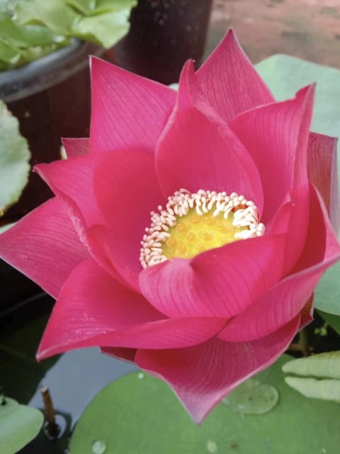 Bowl Lotus Red Sky Scanner Tuber
