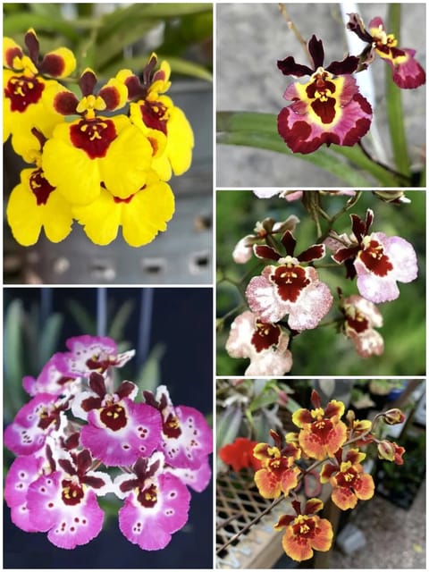 Tolumnia 5 Plant Combo Miniature Orchid
