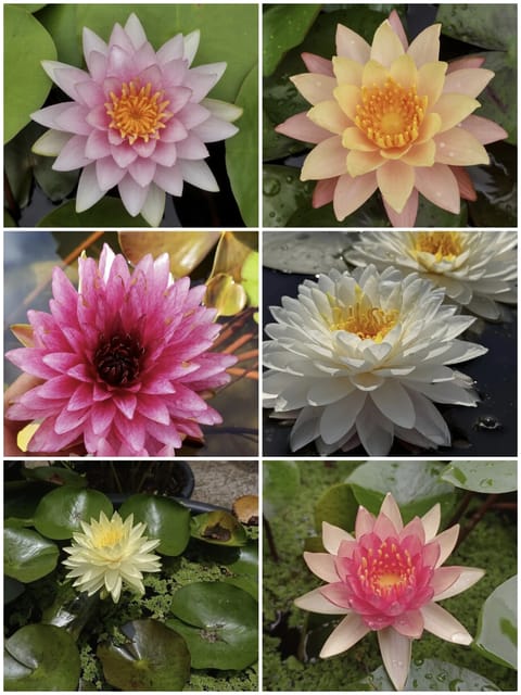 Hardy Water Lily 3 Plant Combo!!! Hardy Water Lily 3 Plant Combo!!!