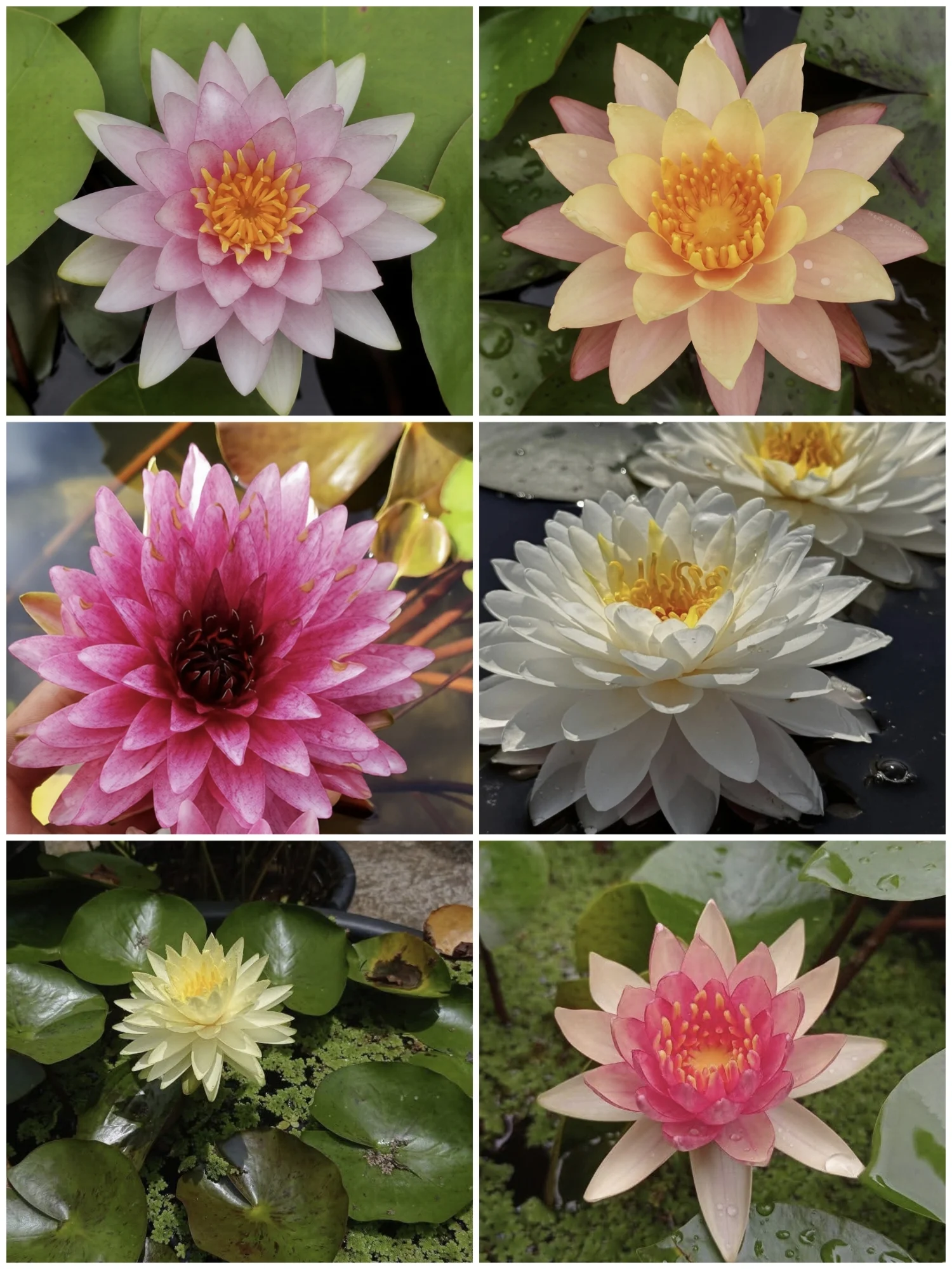 Hardy Water Lily 3 Plant Combo!!!