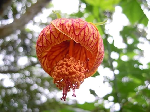Orange Lantern Hibiscus/Gudhal Flower Plant