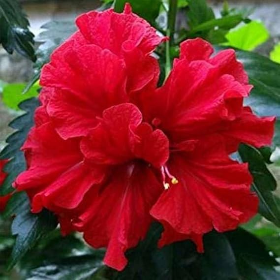 Red Double Petal Hibiscus Flower Plant