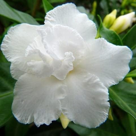 Double Petal Chandni (Tagar) Jasmine Flower Plant