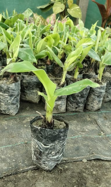 Banana Plant | Kela Fruit Healthy Plant