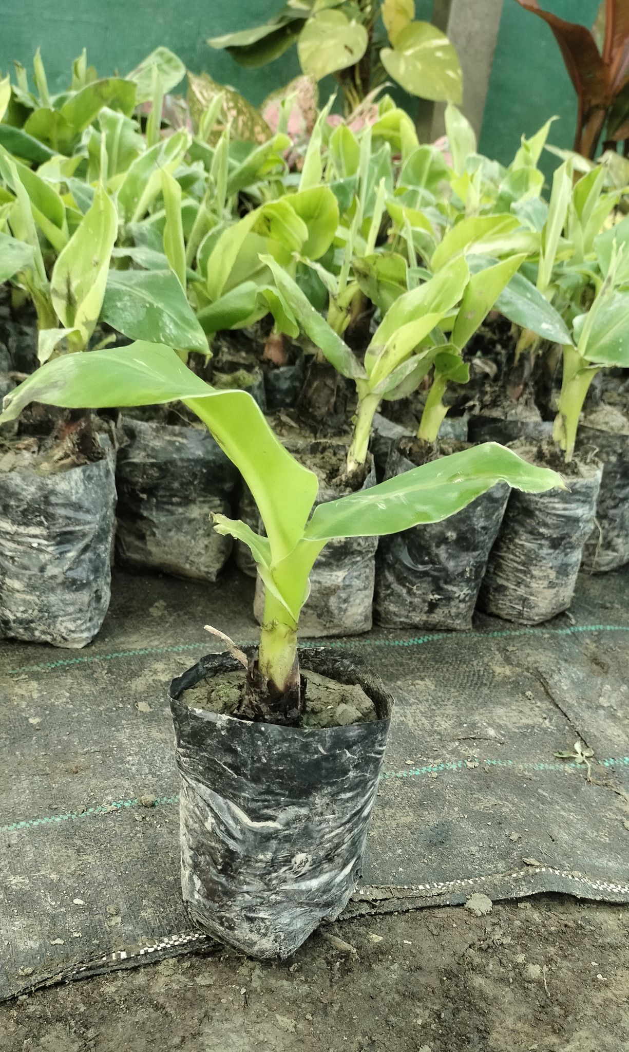 Banana Plant | Kela Fruit Healthy Plant